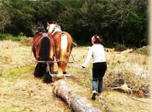 Débardage à cheval, Sabrina Errero